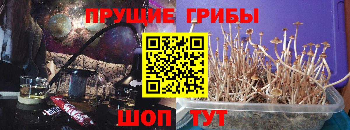 Псилоцибиновые грибы Psilocybe Среднеуральск